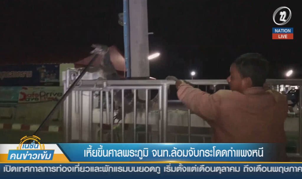(คลิปข่าว) เหี้ยขึ้นศาลพระภูมิ จนท.ล้อมจับกระโดดกำแพงหนี (คลิปข่าว) เหี้ยขึ้นศาลพระภูมิ จนท.ล้อมจับกระโดดกำแพงหนี