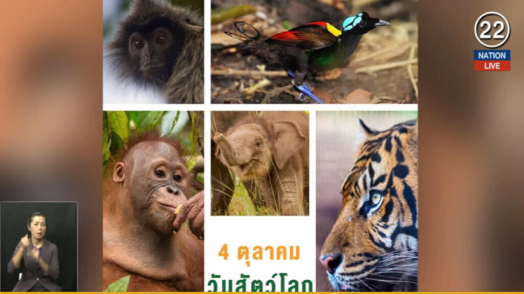 (คลิปข่าว) "วันสัตว์โลก" รณรงค์หยุดฆ่า ทารุณสัตว์ (คลิปข่าว) "วันสัตว์โลก" รณรงค์หยุดฆ่า ทารุณสัตว์