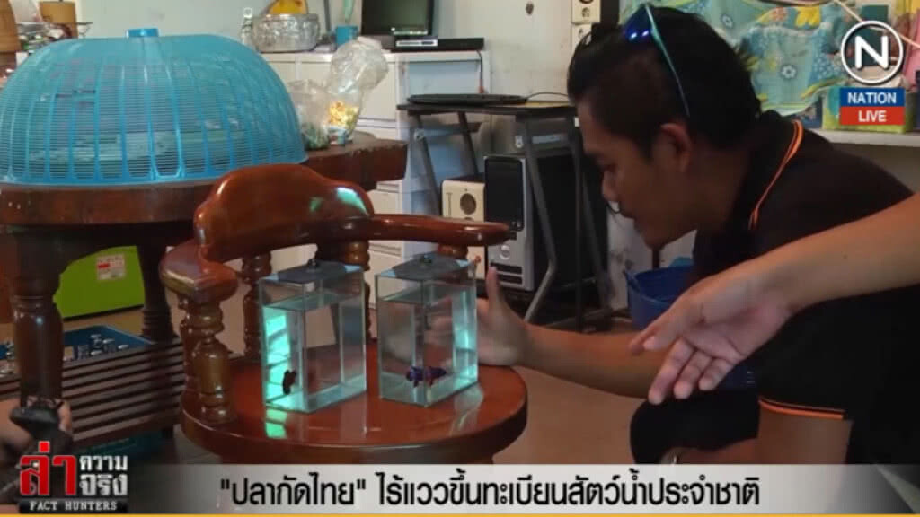 (คลิปข่าว) "ปลากัดไทย"ไร้แววขึ้นทะเบียนสัตว์น้ำประจำชาติ