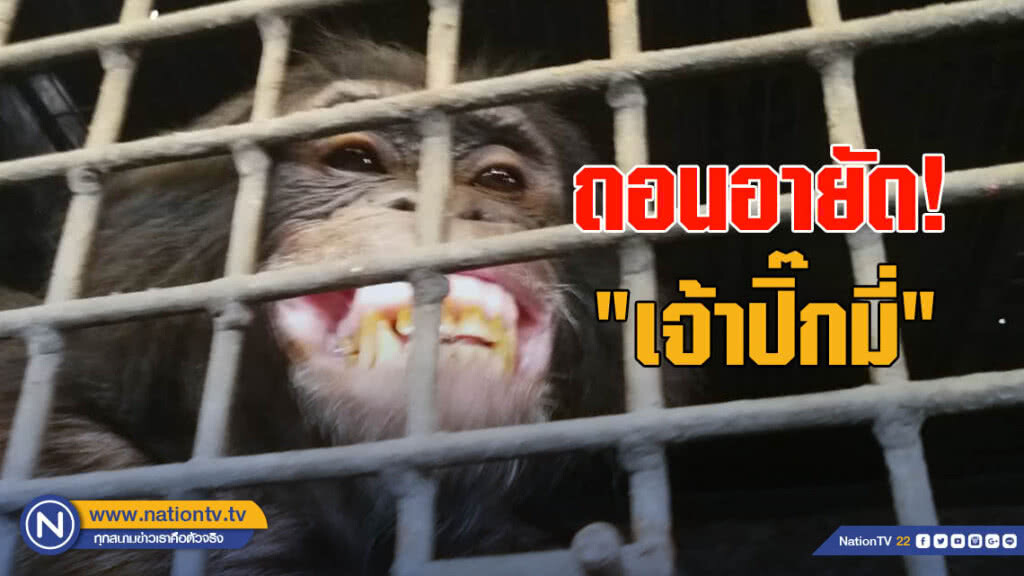 ถอนอายัด "ปิ๊กมี่ ชิมแปนซี" สวนสัตว์พาต้าถูกกฎหมาย ถอนอายัด "ปิ๊กมี่ ชิมแปนซี" สวนสัตว์พาต้าถูกกฎหมาย