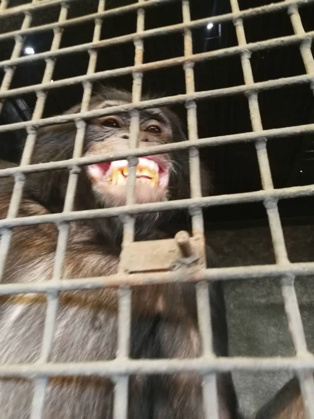 ถอนอายัด "ปิ๊กมี่ ชิมแปนซี" สวนสัตว์พาต้าถูกกฎหมาย