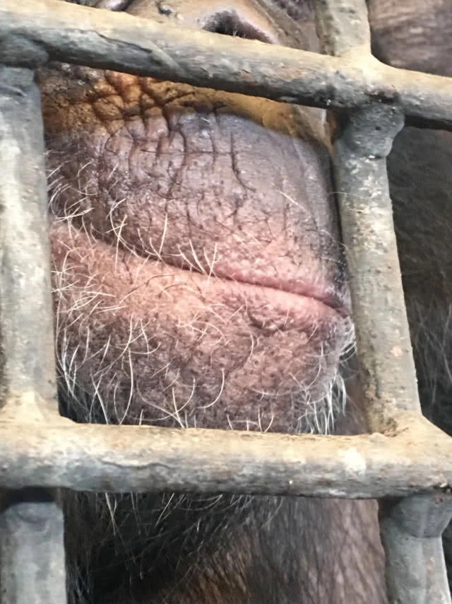 ถอนอายัด "ปิ๊กมี่ ชิมแปนซี" สวนสัตว์พาต้าถูกกฎหมาย