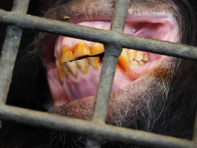 ถอนอายัด "ปิ๊กมี่ ชิมแปนซี" สวนสัตว์พาต้าถูกกฎหมาย