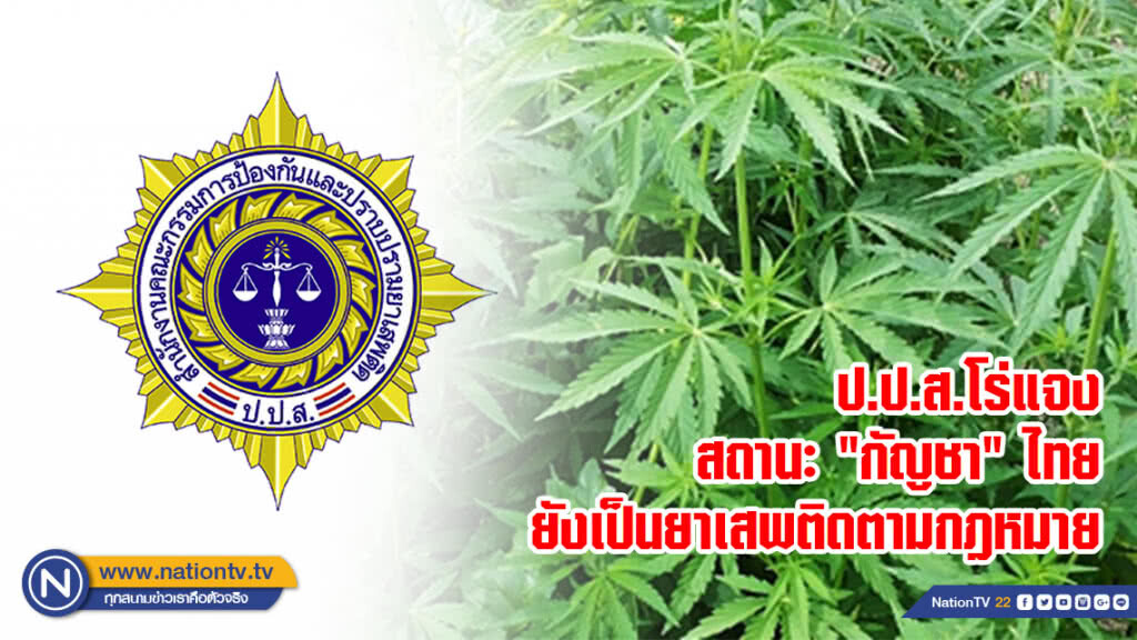 ป.ป.ส.โร่แจงสถานะ "กัญชา" ไทย ยังเป็นยาเสพติดตามกฎหมาย
