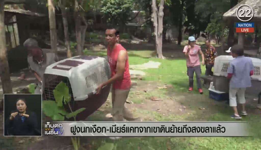 (คลิปข่าว) ฝูงนกเงือก-เมียร์แคท จากเขาดินย้ายถึงสงขลาแล้ว (คลิปข่าว) ฝูงนกเงือก-เมียร์แคท จากเขาดินย้ายถึงสงขลาแล้ว