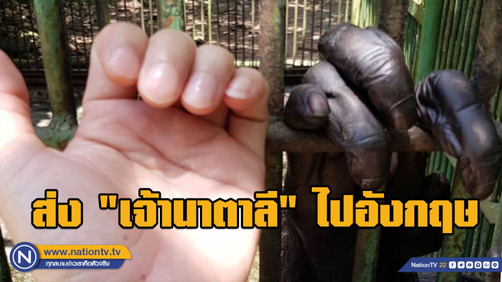 อุทยานฯ ส่งชิมแปนซี "นาตาลี" ไปอังกฤษ