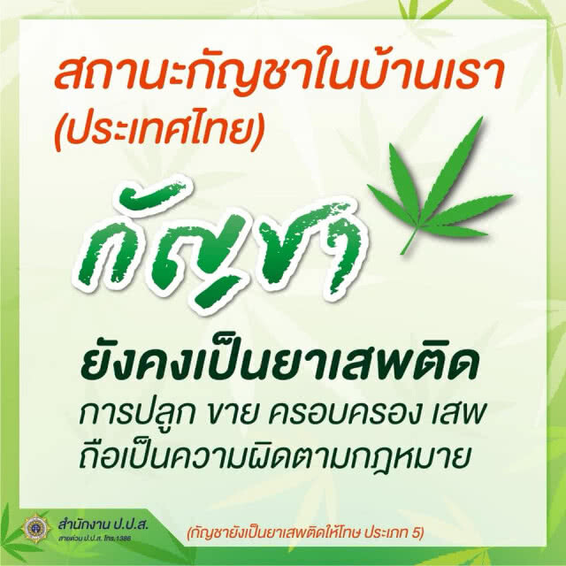ป.ป.ส.โร่แจงสถานะ "กัญชา" ไทย ยังเป็นยาเสพติดตามกฎหมาย