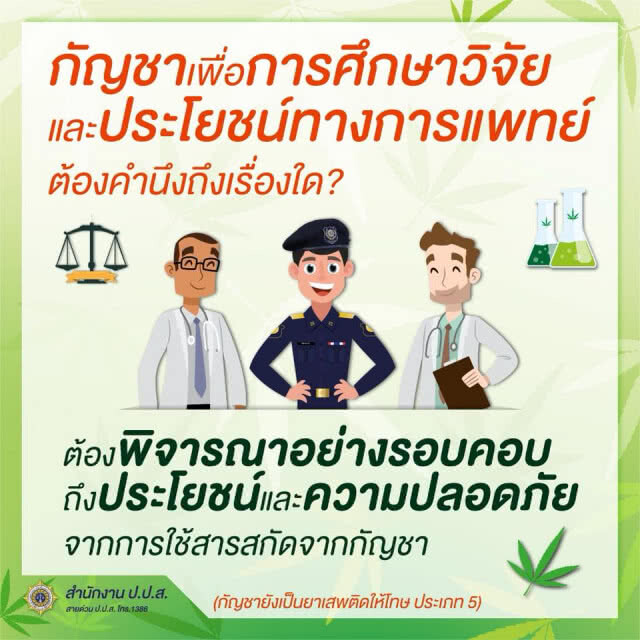 ป.ป.ส.โร่แจงสถานะ "กัญชา" ไทย ยังเป็นยาเสพติดตามกฎหมาย