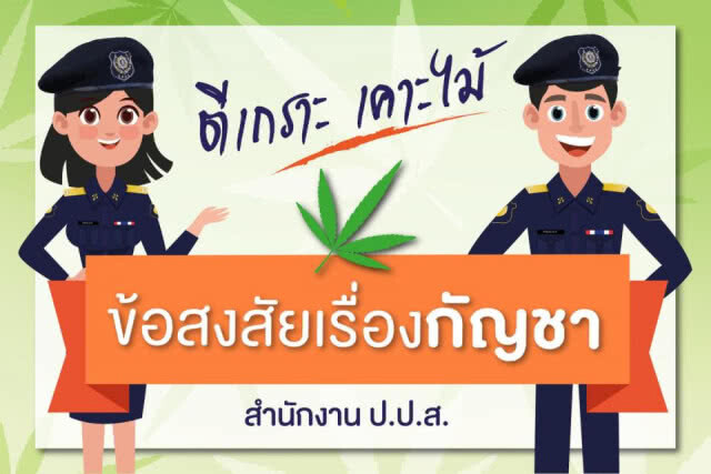 ป.ป.ส.โร่แจงสถานะ "กัญชา" ไทย ยังเป็นยาเสพติดตามกฎหมาย