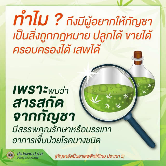 ป.ป.ส.โร่แจงสถานะ "กัญชา" ไทย ยังเป็นยาเสพติดตามกฎหมาย
