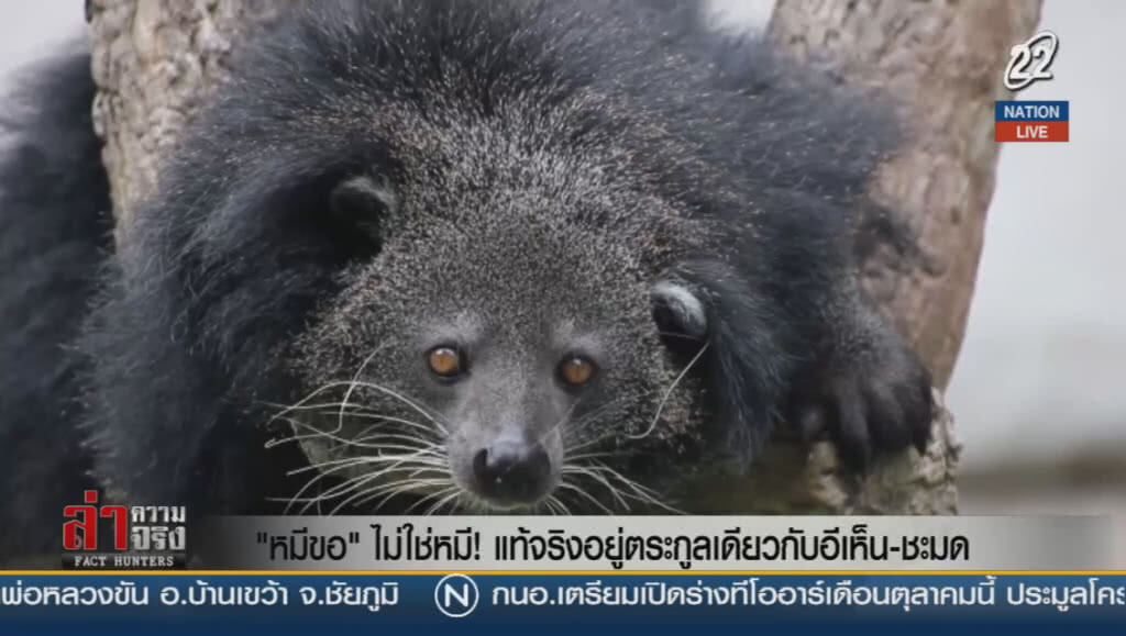 "หมีขอ" ไม่ใช่หมี! แท้จริงอยู่ตระกูลเดียวกับอีเห็น-ชะมด