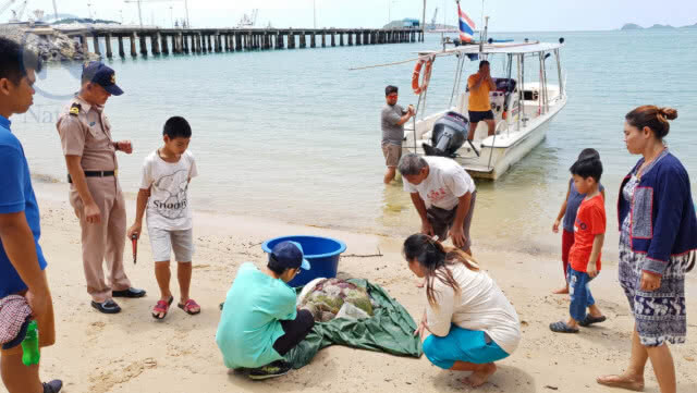 "แม่เต่าตนุ" ถูกใบพัดเรือฟันกระดองแตกจนเสียชีวิต