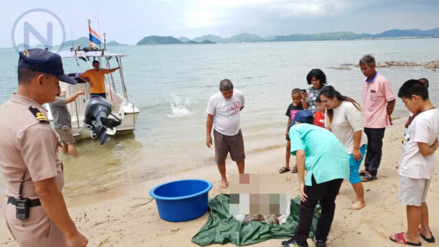 "แม่เต่าตนุ" ถูกใบพัดเรือฟันกระดองแตกจนเสียชีวิต
