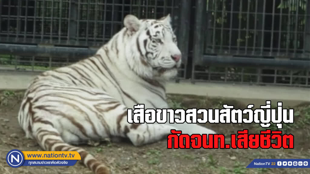 เสือขาวขย้ำผู้ดูแลสวนสัตว์จนเสียชีวิต เสือขาวขย้ำผู้ดูแลสวนสัตว์จนเสียชีวิต