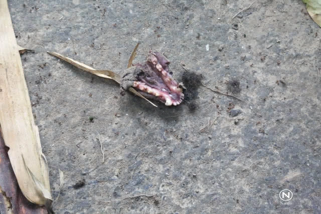 พบซากสัตว์ป่าจุดตั้งแคมป์สำนักสงฆ์เต่าดำ