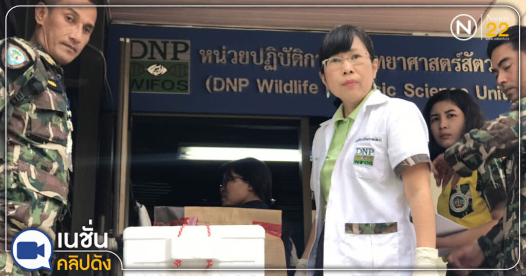 (คลิปข่าว) นิติวิทยาศาสตร์ขอ 1 เดือนตรวจ DNA "ซากหมีขอ"