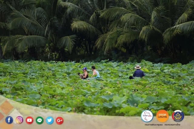 ล่องเรือ เข้าสวน ชวนเก็บดอกบัวแบบชาวชุมชนริมคลองมหาสวัสดิ์