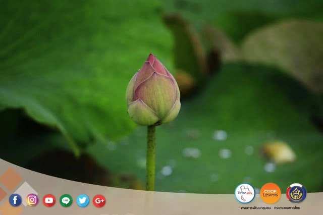 ล่องเรือ เข้าสวน ชวนเก็บดอกบัวแบบชาวชุมชนริมคลองมหาสวัสดิ์