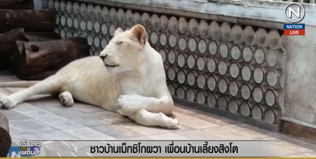 (คลิปข่าว)  ชาวเม็กซิโกผวา!...เพื่อนบ้านเลี้ยงสิงโตถึง 3 ตัว