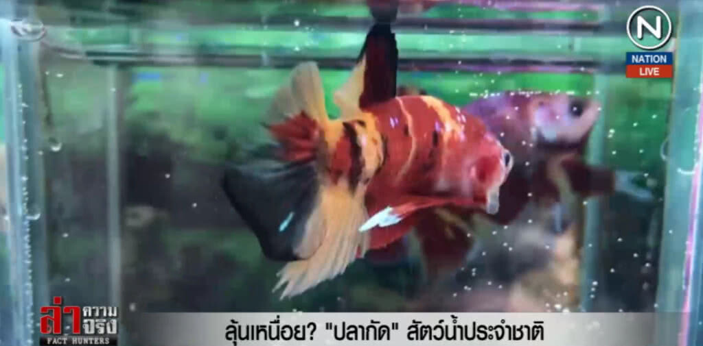 ลุ้นเหนื่อย? "ปลากัด" สัตว์น้ำประจำชาติ