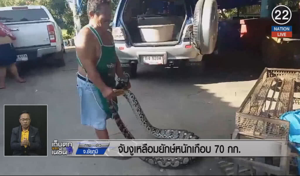 (คลิปข่าว) จับงูเหลือยักษ์หนักเกือบ 70 กิโลกรัม