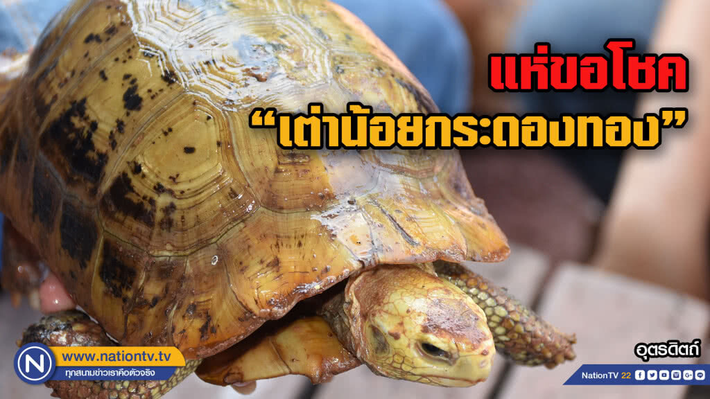 แห่ขอโชคลาภ "เต่าน้อยกระดองสีทองอร่าม"