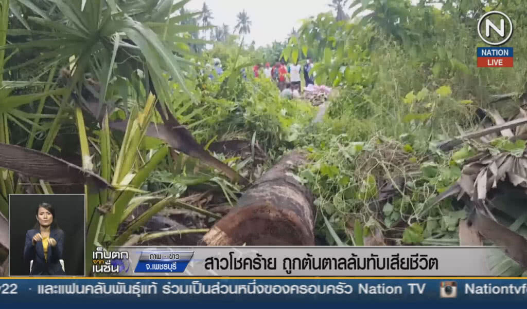 (คลิปข่าว) สาวโชคร้าย ถูกต้นตาลล้มทับเสียชีวิต (คลิปข่าว) สาวโชคร้าย ถูกต้นตาลล้มทับเสียชีวิต