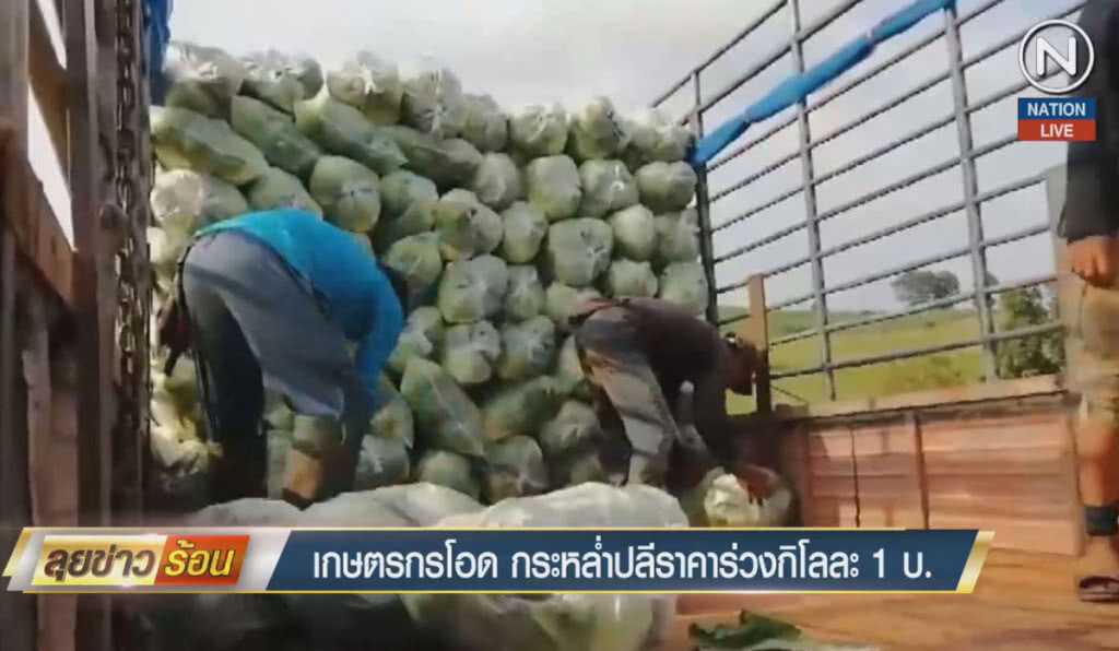 (คลิปข่าว) เกษตรกรโอด กระหลํ่าปลีราคาร่วงกิโลกรัมละ 1 บาท