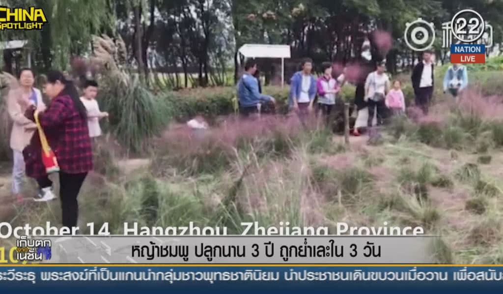 (คลิปข่าว) หญ้าสีชมพูปลูกนาน 3 ปี ถูกย่ำเละใน 3 วัน (คลิปข่าว) หญ้าสีชมพูปลูกนาน 3 ปี ถูกย่ำเละใน 3 วัน