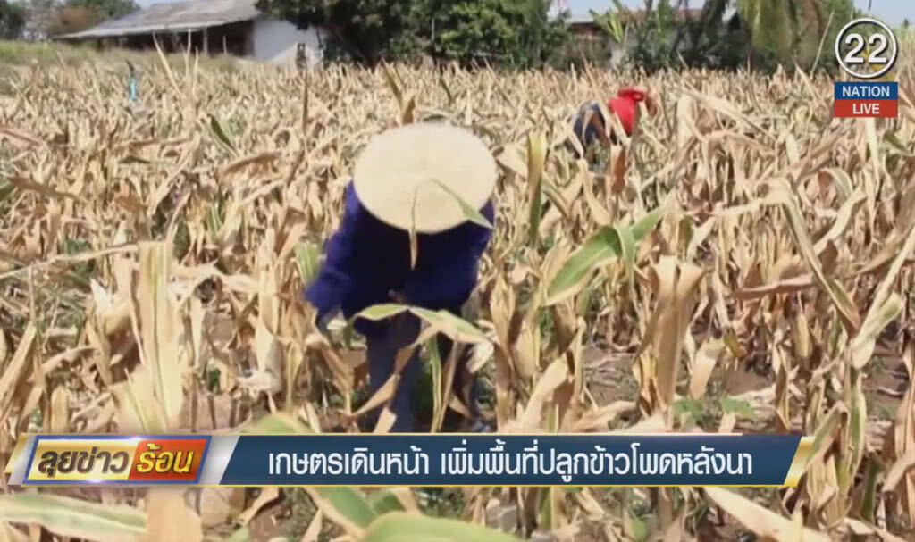 (คลิปข่าว) เกษตรเดินหน้า เพิ่มพื้นที่ปลูกข้าวโพดหลังนา (คลิปข่าว) เกษตรเดินหน้า เพิ่มพื้นที่ปลูกข้าวโพดหลังนา