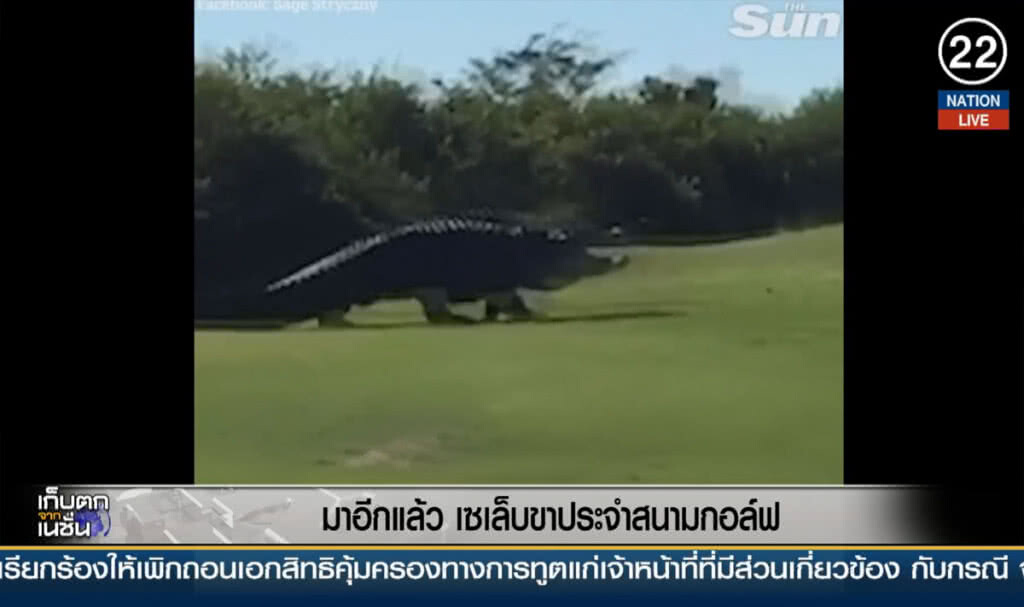 (คลิปข่าว) มาอีกแล้ว ขาประจำสนามกอล์ฟ (คลิปข่าว) มาอีกแล้ว ขาประจำสนามกอล์ฟ