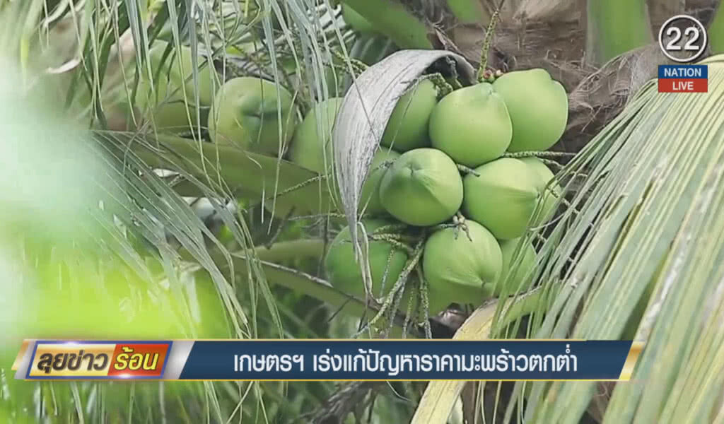 (คลิปข่าว) เกษตรฯ เร่งแก้ปัญหาราคา มะพร้าวตกต่ำ (คลิปข่าว) เกษตรฯ เร่งแก้ปัญหาราคา มะพร้าวตกต่ำ