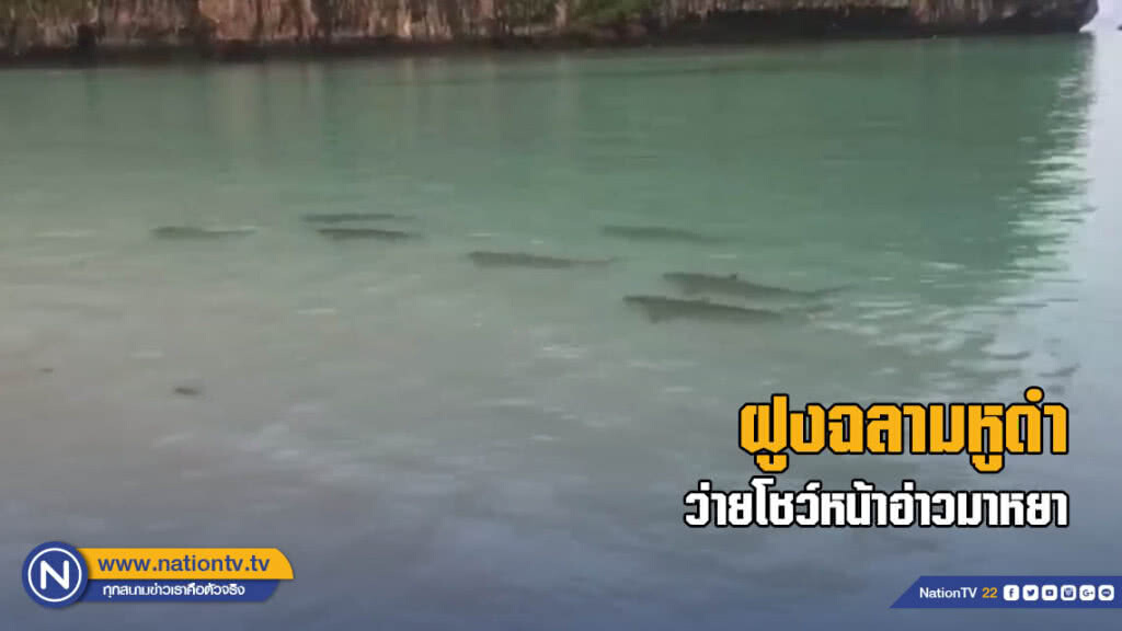 ฝูงฉลามหูดำ ว่ายโชว์หน้าอ่าวมาหยา ฝูงฉลามหูดำ ว่ายโชว์หน้าอ่าวมาหยา