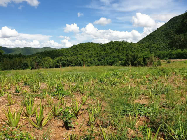 พญาเสือร้องตร.ติดตามทายาทปู่คออี้มารับโทษ