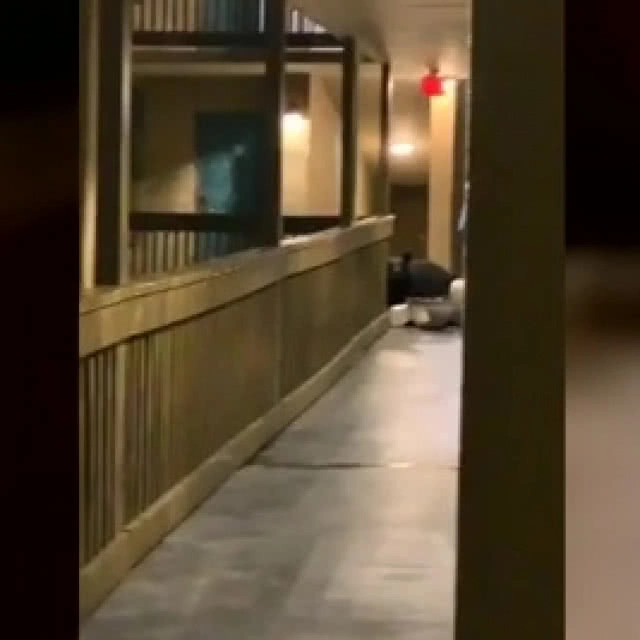 (คลิป) สาวสุดระทึก หมีบุกโรงแรมเดินหาของกิน