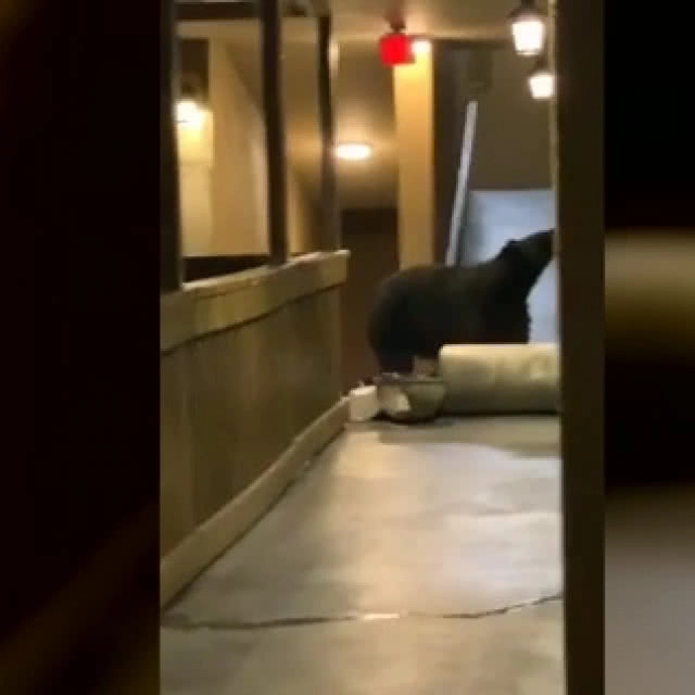 (คลิป) สาวสุดระทึก หมีบุกโรงแรมเดินหาของกิน