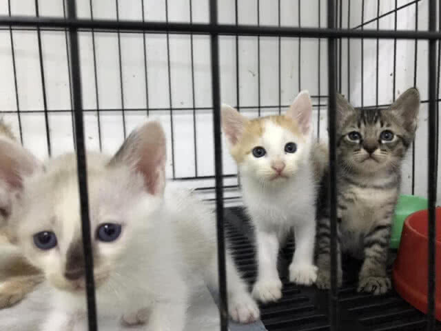 "สัตวแพทย์" ส่งผลชันสูจน์ซากแมวให้ตำรวจแล้ว