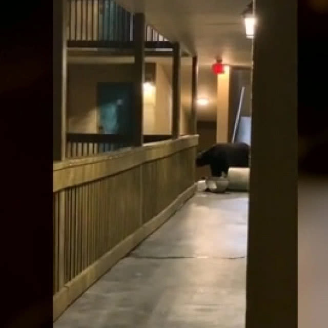 (คลิป) สาวสุดระทึก หมีบุกโรงแรมเดินหาของกิน