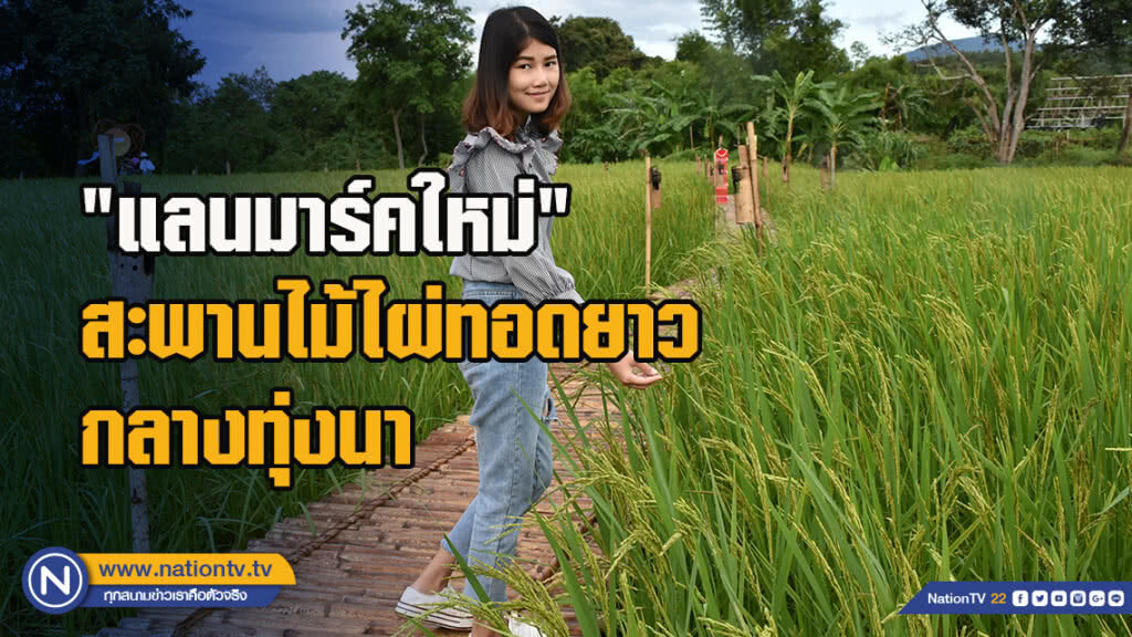 "แลนมาร์คใหม่" สะพานไม้ไผ่ทอดยาวกลางทุ่งนา