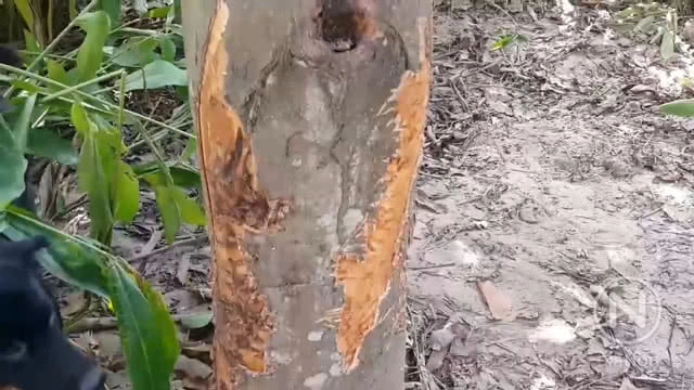 ชาวบ้านผวารอยเท้าประหลาดคล้ายรอยเท้าหมี