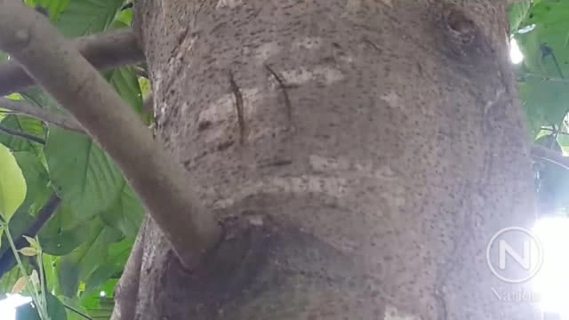 ชาวบ้านผวารอยเท้าประหลาดคล้ายรอยเท้าหมี