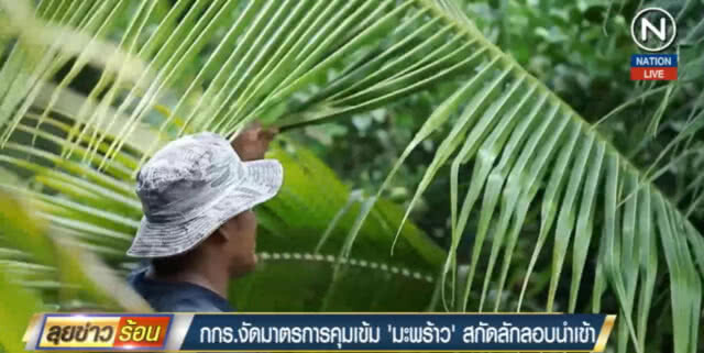 (คลิปข่าว) กกร.งัดมาตรการคุมเข้ม "มะพร้าว" สกัดลักลอบนำเข้า