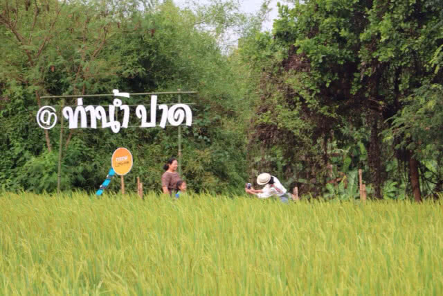 "แลนมาร์คใหม่" สะพานไม้ไผ่ทอดยาวกลางทุ่งนา