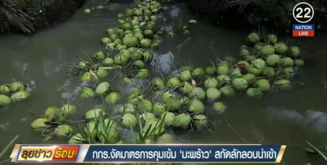 (คลิปข่าว) กกร.งัดมาตรการคุมเข้ม "มะพร้าว" สกัดลักลอบนำเข้า