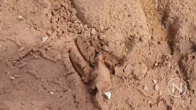 ชาวบ้านผวารอยเท้าประหลาดคล้ายรอยเท้าหมี