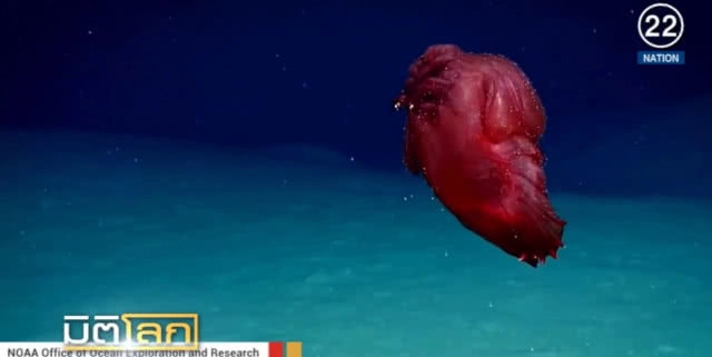 (คลิปข่าว) "ปีศาจลูกไก่ไร้หัว" สัตว์ประหลาดใต้ทะเลลึก