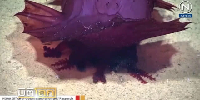 (คลิปข่าว) "ปีศาจลูกไก่ไร้หัว" สัตว์ประหลาดใต้ทะเลลึก