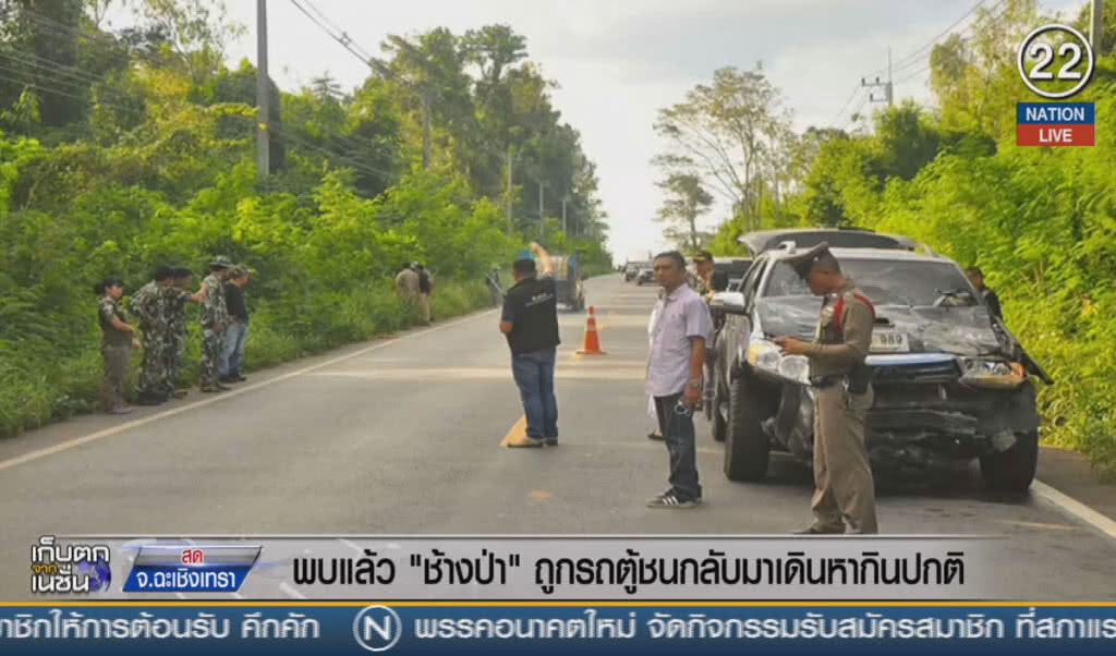 (คลิปข่าว) พบแล้ว "ช้างป่า" ถูกรถตู้ชน กลับมาเดินหากินปกติ