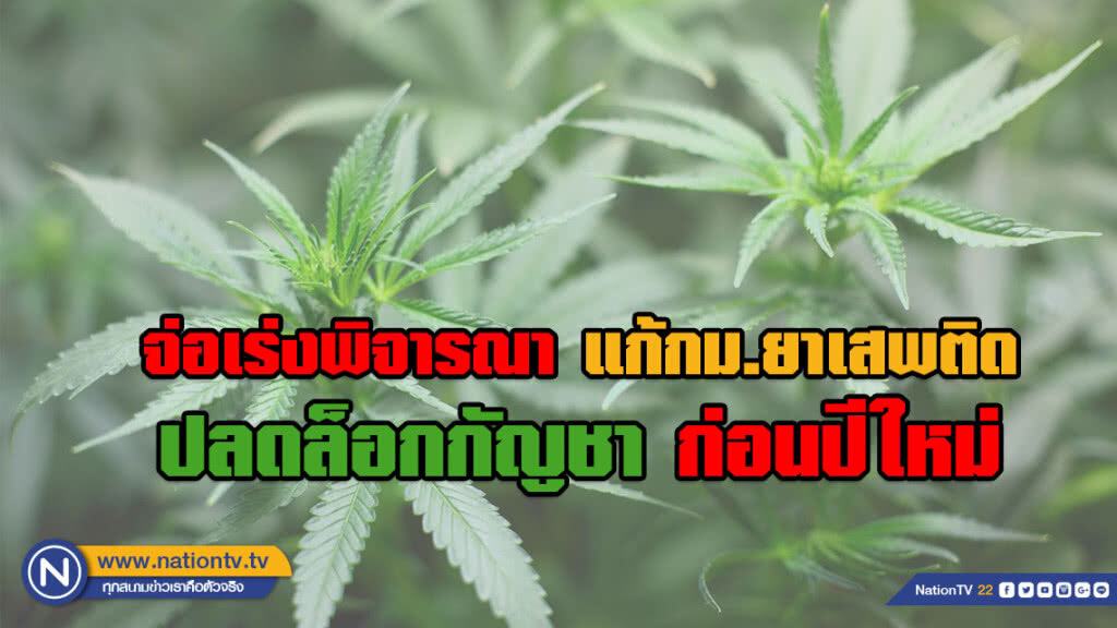 จ่อเร่งพิจารณา"ปลดล็อกกัญชา"ให้ได้ก่อนสิ้นปี เพื่อเป็นของขวัญชาวไทย!!!