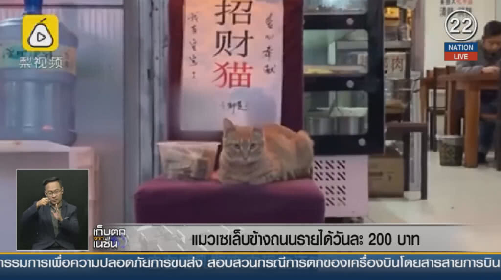 (คลิปข่าว) แมวเซเล็บข้างถนนรายได้วันละ 200 บาท (คลิปข่าว) แมวเซเล็บข้างถนนรายได้วันละ 200 บาท